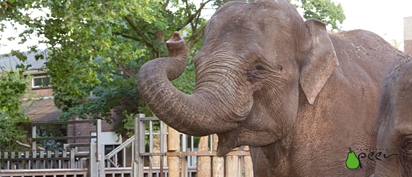 olifant - constitutie - Peer Voedingadvies - Judith Rolf